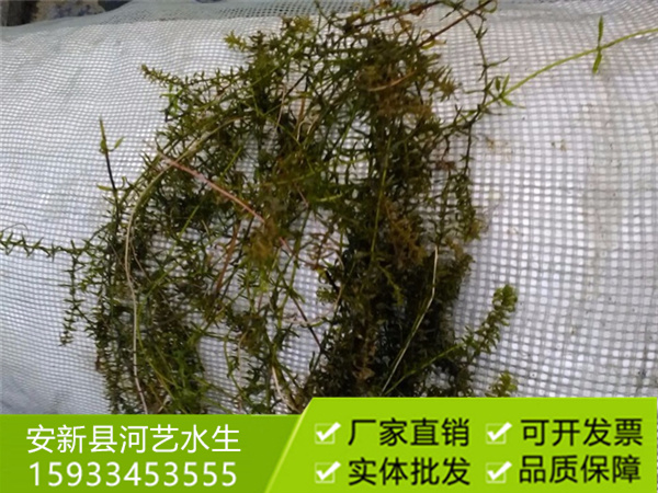 沉水植物伊樂藻